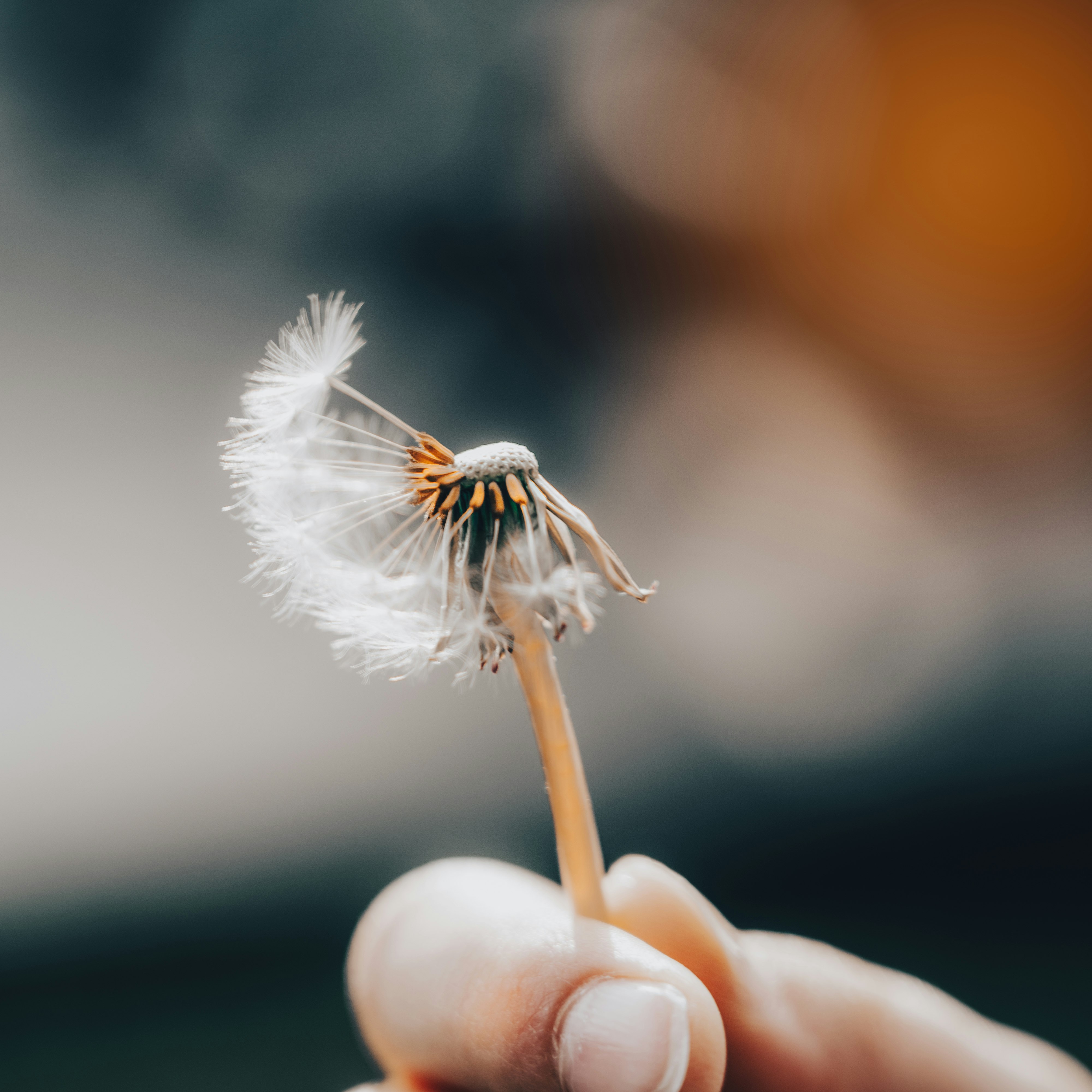 person holding white dandelion flower